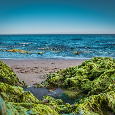 Algae rocks