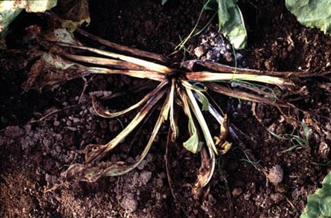 Sugarbeet_root_rot_advanced