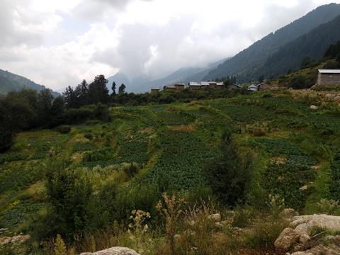 Agriculture Field of Himalayan Region