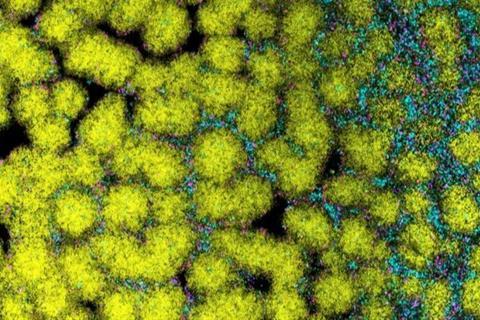 Low-Res_biofilms