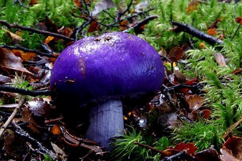 800px-Violet_pouch_(9170312657)