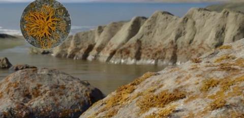 Low-Res_probable appearance of Spongiophyton