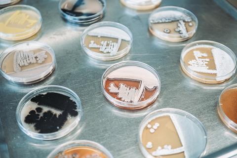 DSMZ_Platten_Actinomyceten