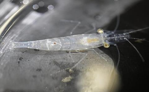 Low-Res_BIO MCMAHON GHOST SHRIMP 0398 CCP SDE