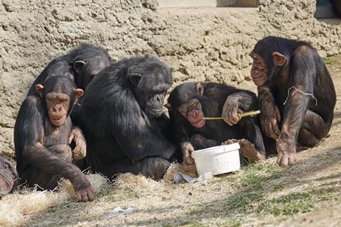 chimpanzees-1273602_1920