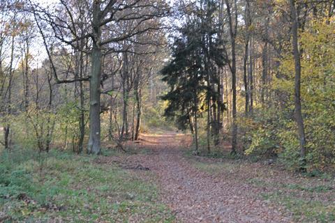 forest-2