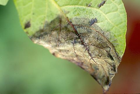 Phytophthora_infestans_potato