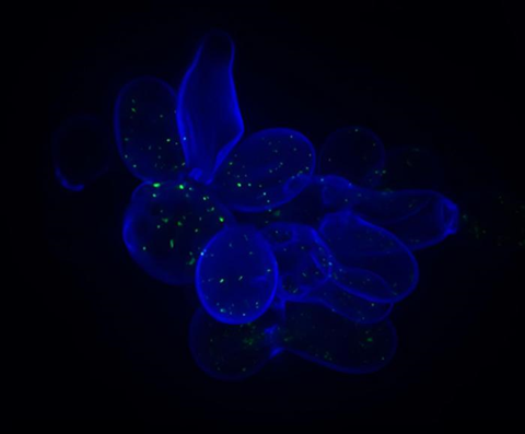 Low-Res_sgd_floccule_enhanced