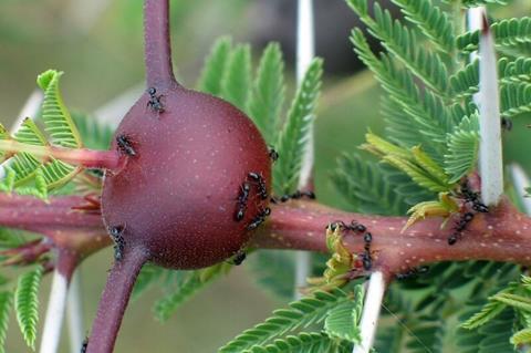 Acromyrmex 2