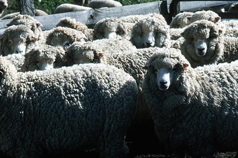 CSIRO_ScienceImage_214_Merino_Flock