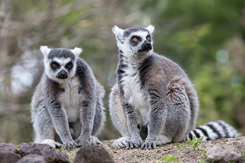 Ring-tailed_lemur,_Lemur_catta