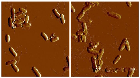 Low-Res_Yersinia pseudotuberculosis dRfAH salt Kemal Avican