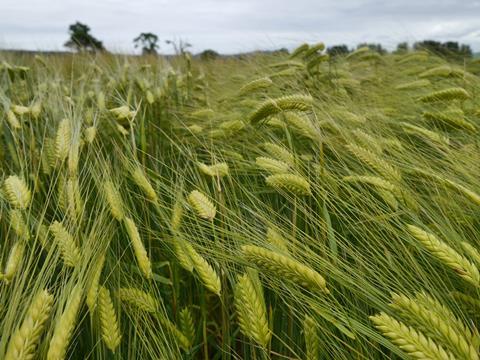 barley023-scaled