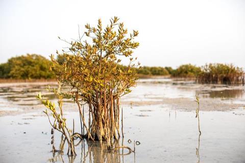 Low-Res_mangrove