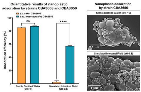 Low-Res_Mechanism of nanoplastic biosorption by kimchi lactic acid bacteria