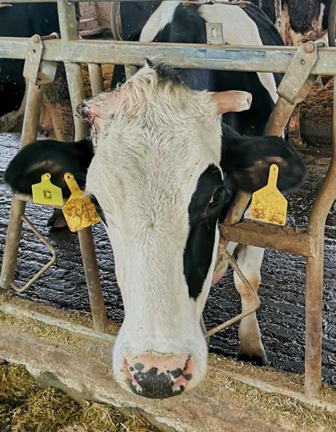 Low-Res_Image 4 - Initial cow farm trial