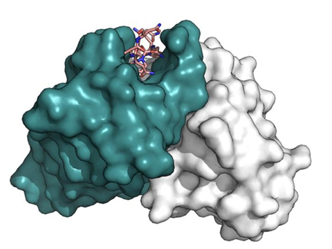 Low-Res_malaria antibody