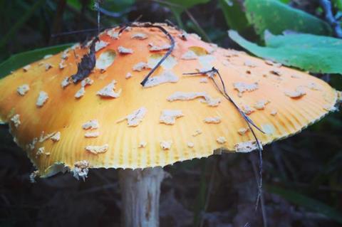 Low-Res_Fungus