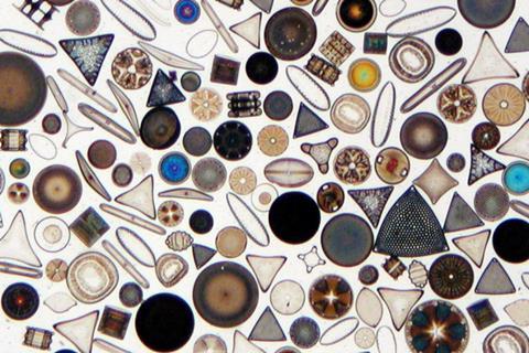 Diatom2