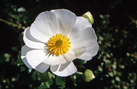 00_3288_Cistus_salviifolius_-_Salbeiblättrige_Zistrose