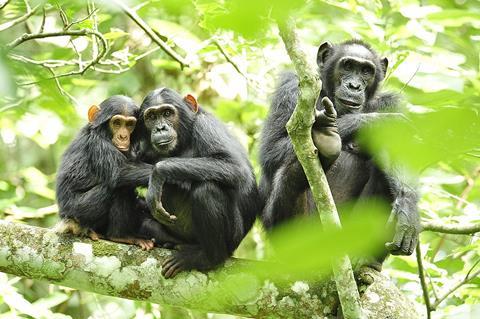 Chimpanzees_in_Uganda_(5984913059)