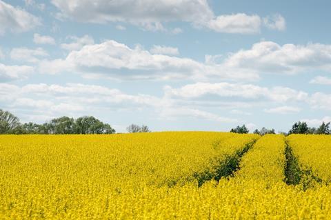 oilseed-rape-3459762_1280