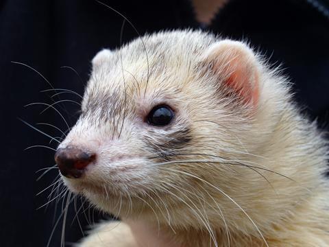 ferret-2640634_1280