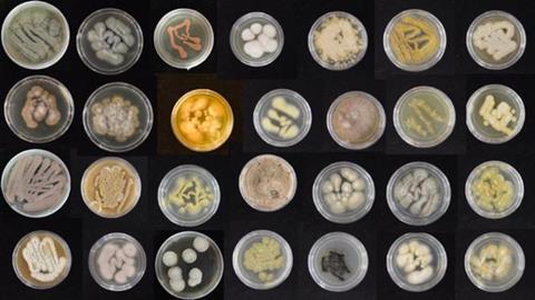 Low-Res_IMG_0815_variety of marine fungi _ Syrena Whitner