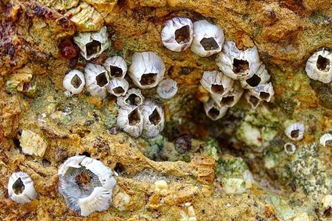 Amphibalanus_amphitrite_163722072