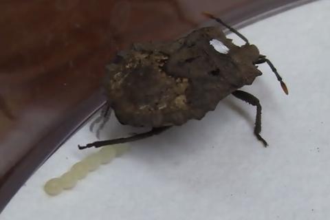 stinkbug