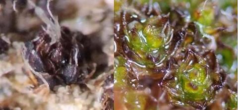 Low-Res_wet and dry moss