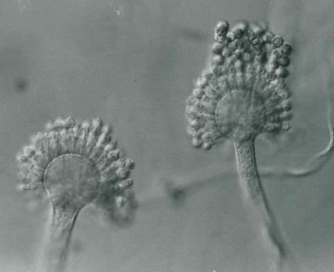 Aspergillus_parasiticus_UAMH5727a