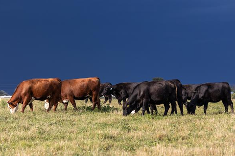 Low-Res_082724_Ag-Beef-Research-Farm_FI