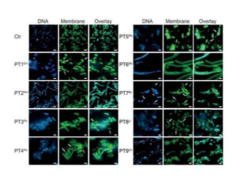 Low-Res_Bacterial Asaf Levy Credit Yaara Oppenheimer-Shaanan_page-0001