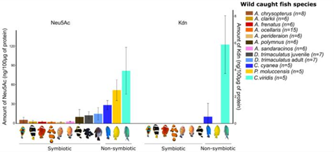 Low-Res_Levels of two major sialic acid compounds (Neu5AC and Kdn) in wild-caught symbiotic and non-symbiotic fish species