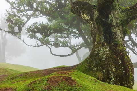 Fanal_(Madeira,_Portugal),_Lorbeerwald_--_2025_--_1546
