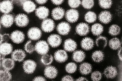 Multiple_rotavirus_particles