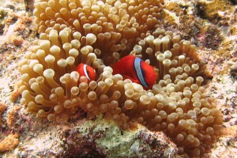 Low-Res_The tomato anemonefish (Amphiprion frenatus) in a bubble tip sea anemone (Entacmaea quadricolor) at Minna Island (Okinawa)