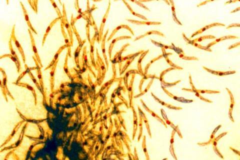 Malaria_Sporozoites_(16657642929)
