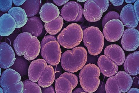 Neisseria_gonorrhoeae_Bacteria_-_53136008302 (1)