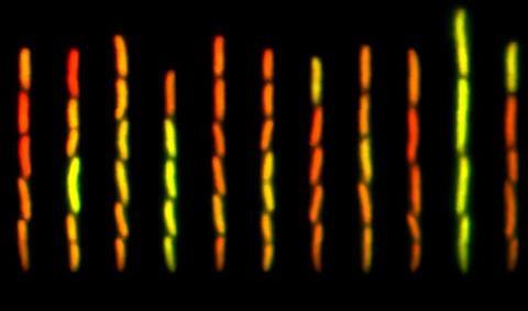 Low-Res_Snapshot_Expt (c) Guet Group ISTA