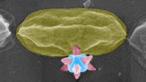 Low-Res_Nobel Prize-awarded materials puncture bacteria - JPG