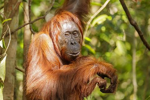 Bornean_orangutan_(Pongo_pygmaeus),_Tanjung_Putting_National_Park_15