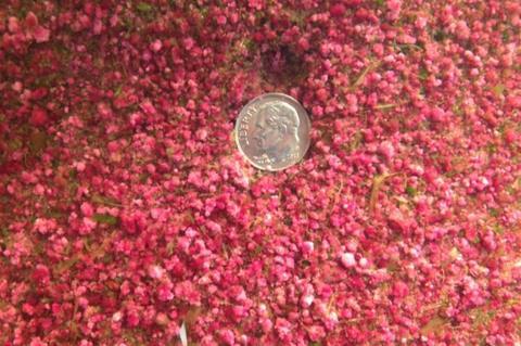 Low-Res_PInk berries - consortia of bacteria - on sediment. Dime gives sense of scale. Credit Lizzy Wilbanks
