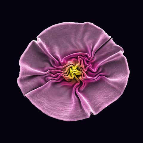 Low-Res_Phage flower