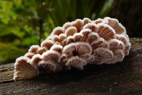 960px-Schizophyllum_commune_(Split_gill)_(33389628036)