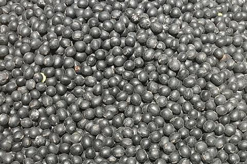 Black_soybeans