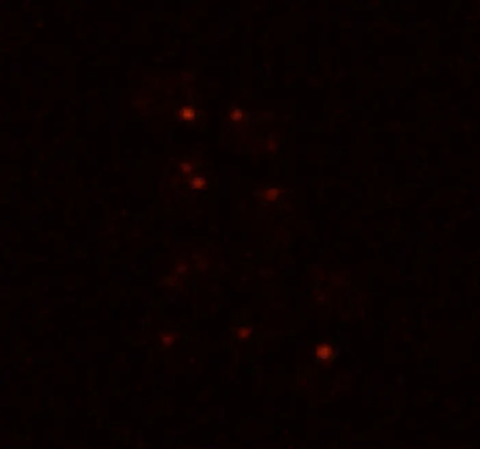 Mars yeast