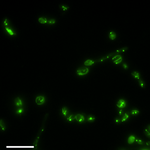 yarrowia fluorescent 3