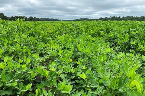 Field_of_Peanut_Plants